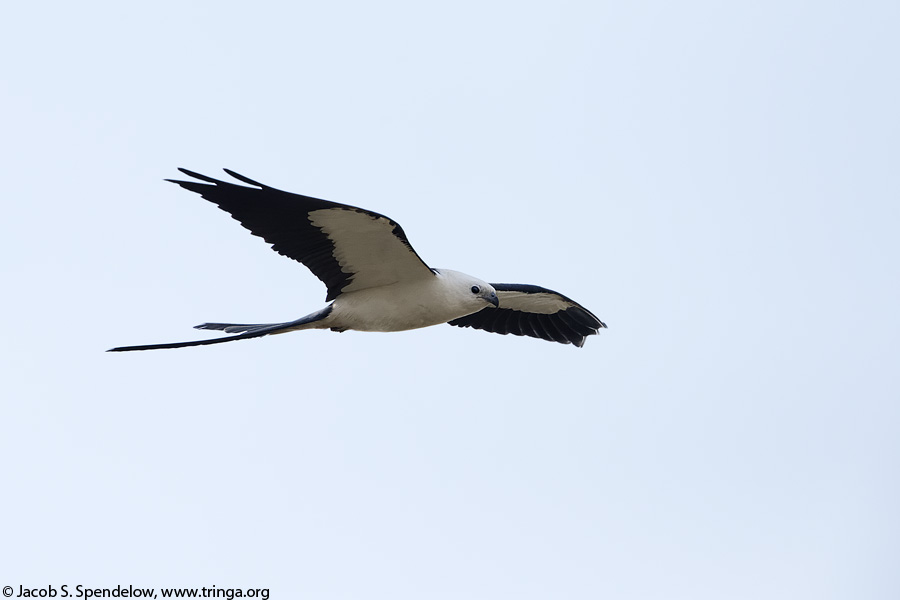 Swallow-tailed Kite