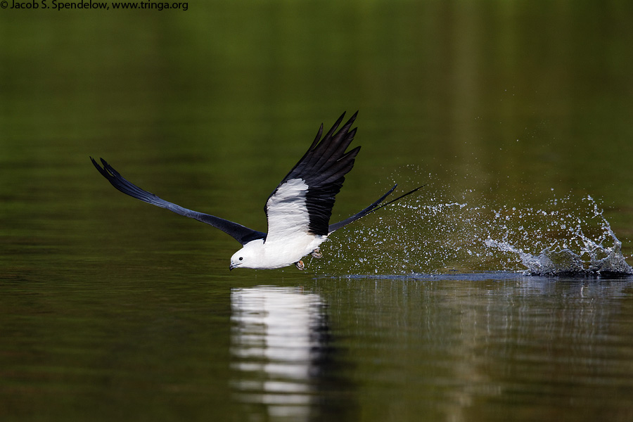 Swallow-tailed Kite