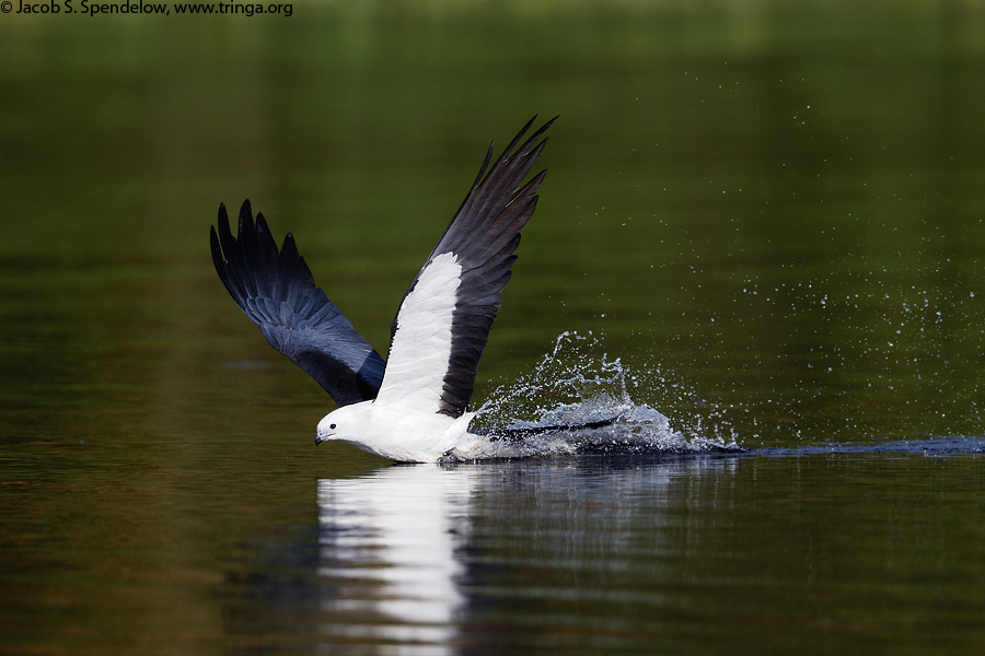 Swallow-tailed Kite