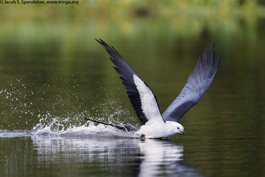 Swallow-tailed Kite