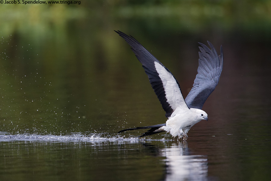 Swallow-tailed Kite