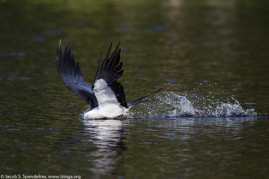 Swallow-tailed Kite