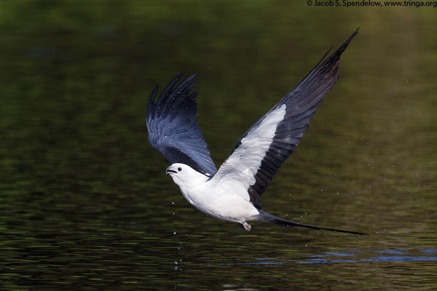 Swallow-tailed Kite