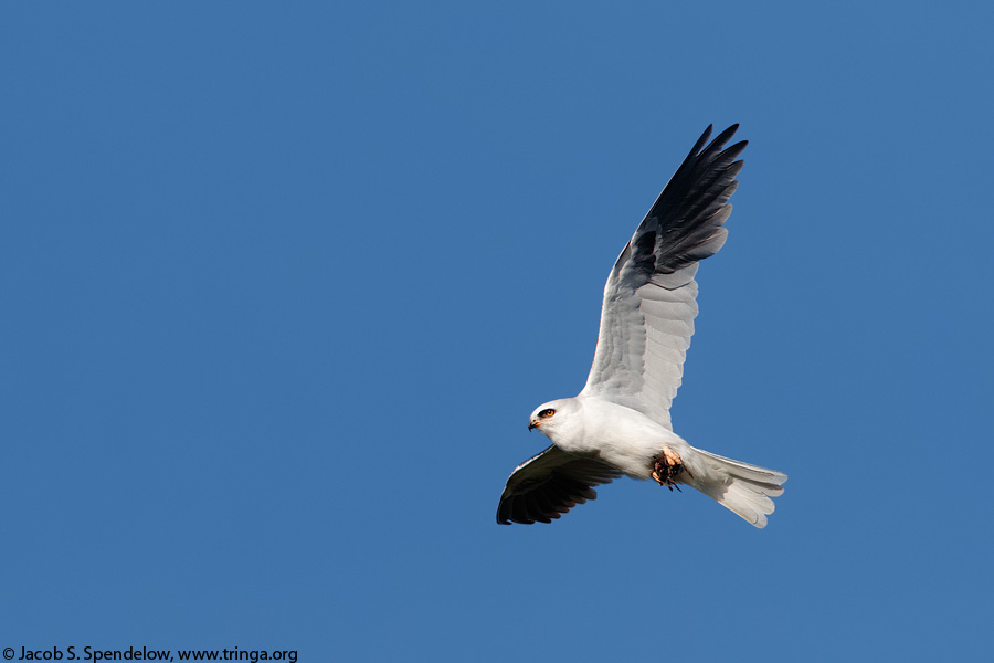 White-tailed Kite