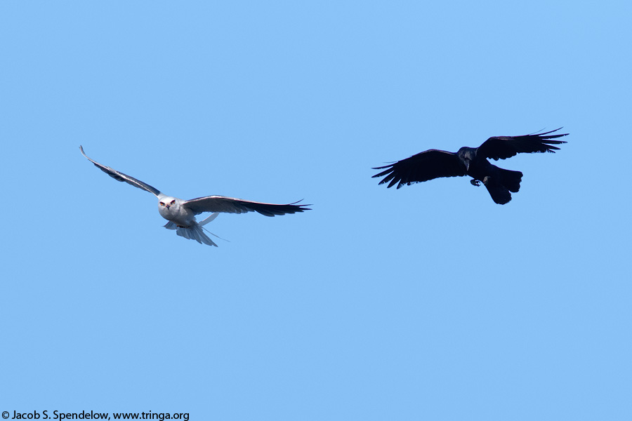 White-tailed Kite