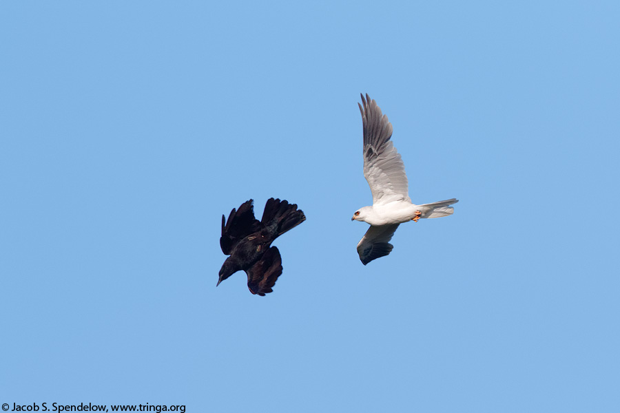 White-tailed Kite