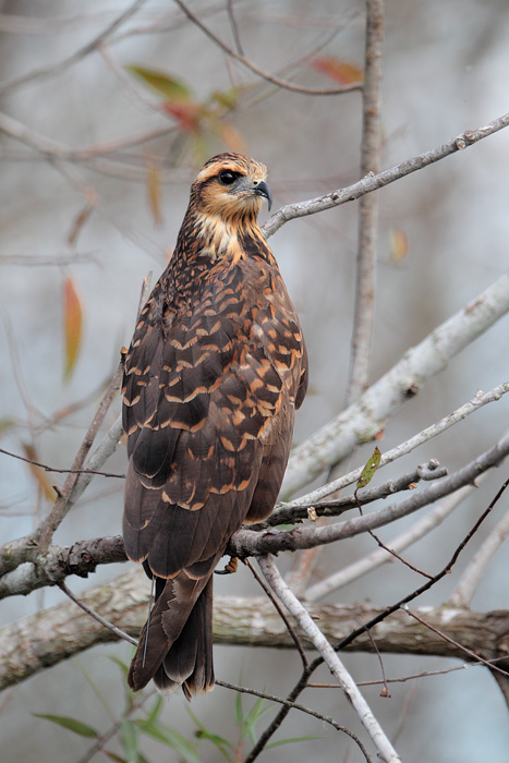 Snail Kite