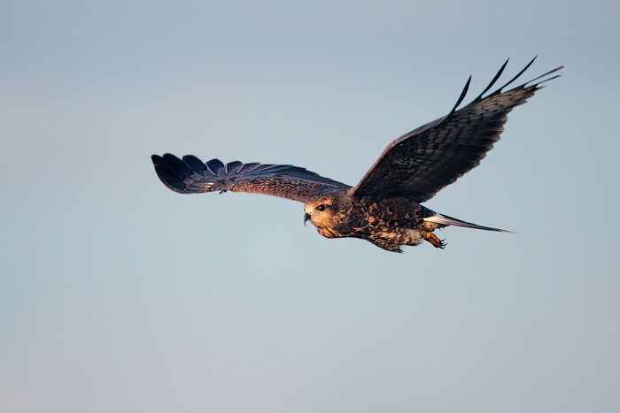 Snail Kite