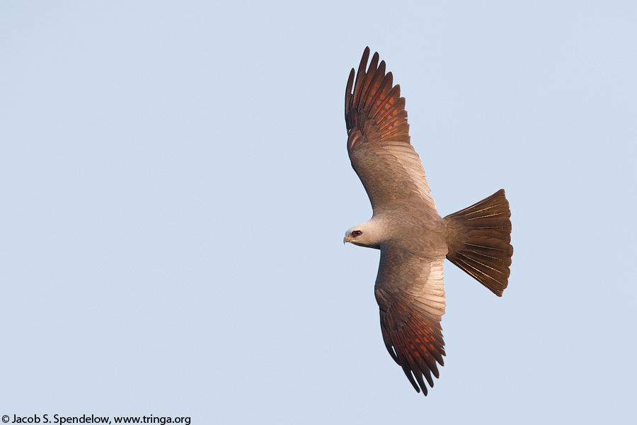 Mississippi Kite