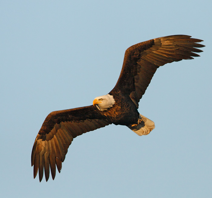 Bald Eagle