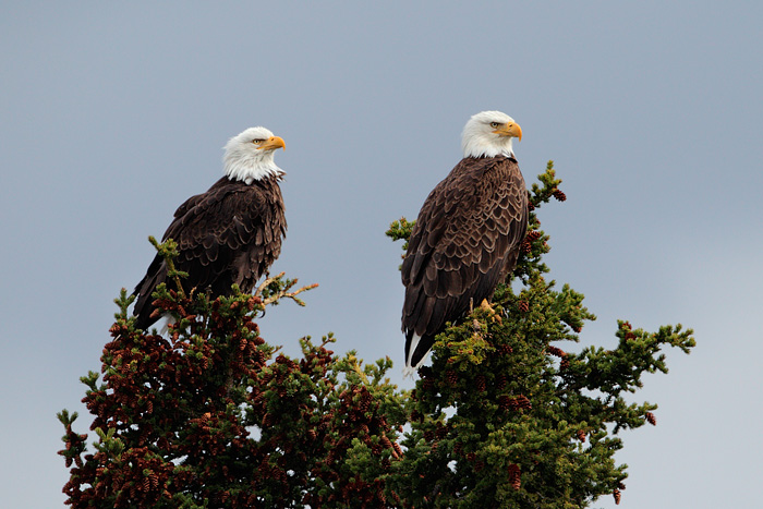 Bald Eagle