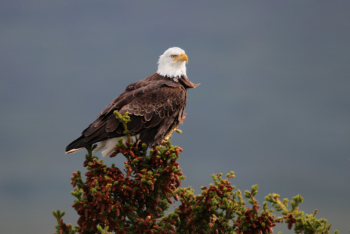 Bald Eagle