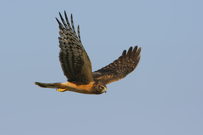 Northern Harrier