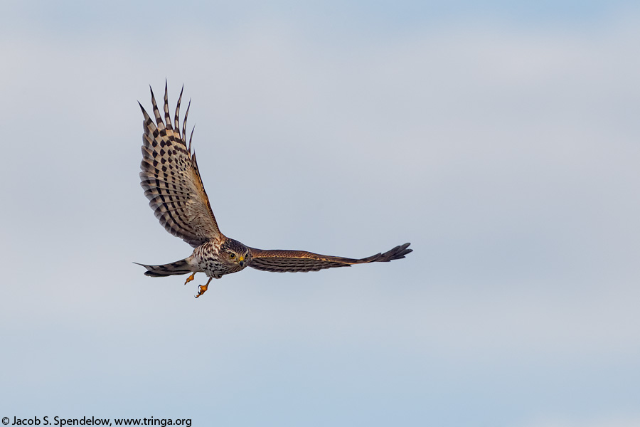 Sharp-shinned Hawk