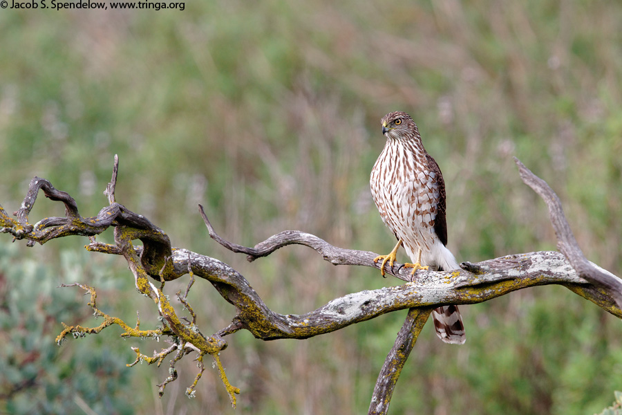 Cooper's Hawk