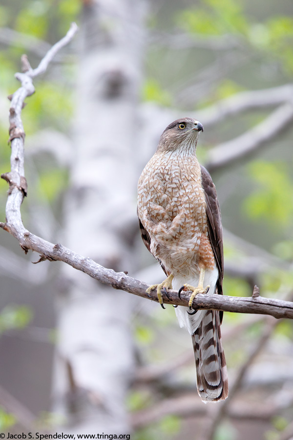 Cooper's Hawk