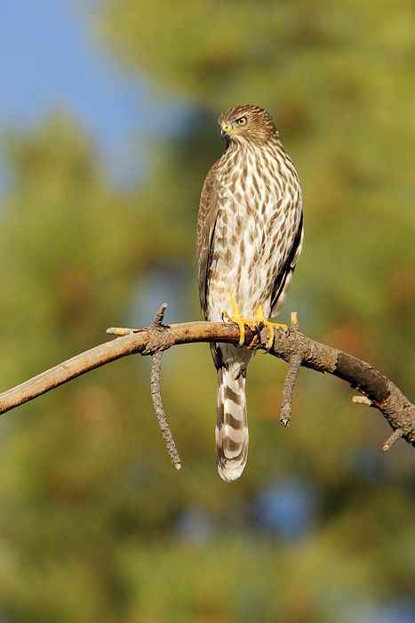 Cooper's Hawk