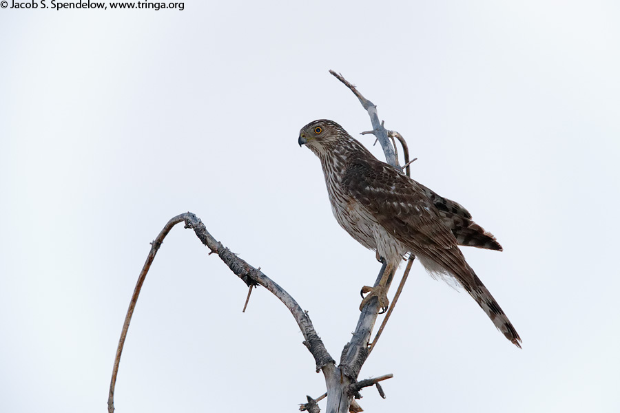 Northern Goshawk