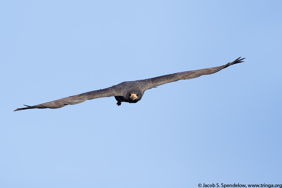 Common Black Hawk