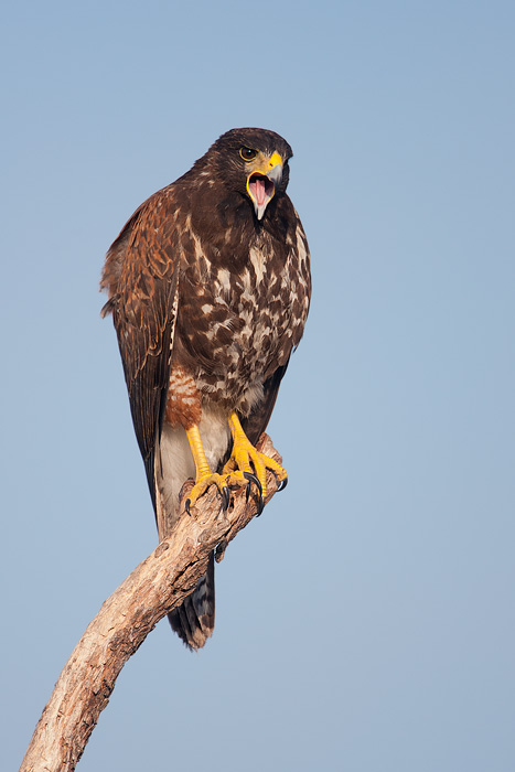 Harris's Hawk