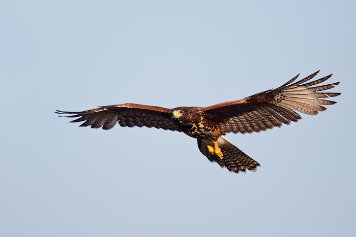 Harris's Hawk