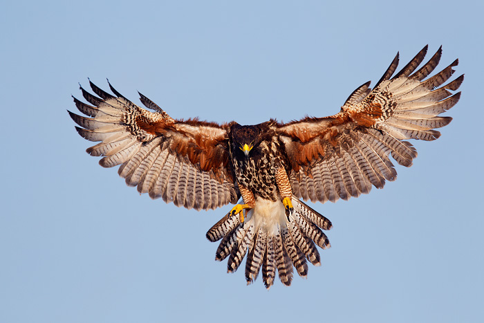 Harris's Hawk