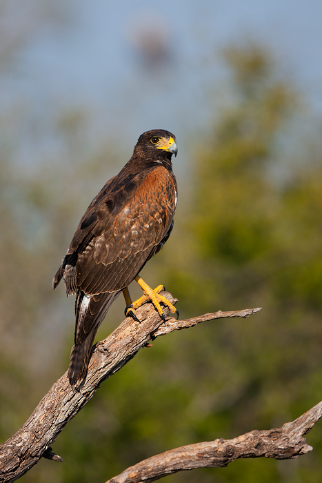 Harris's Hawk