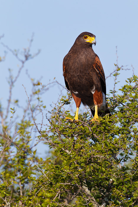 Harris's Hawk