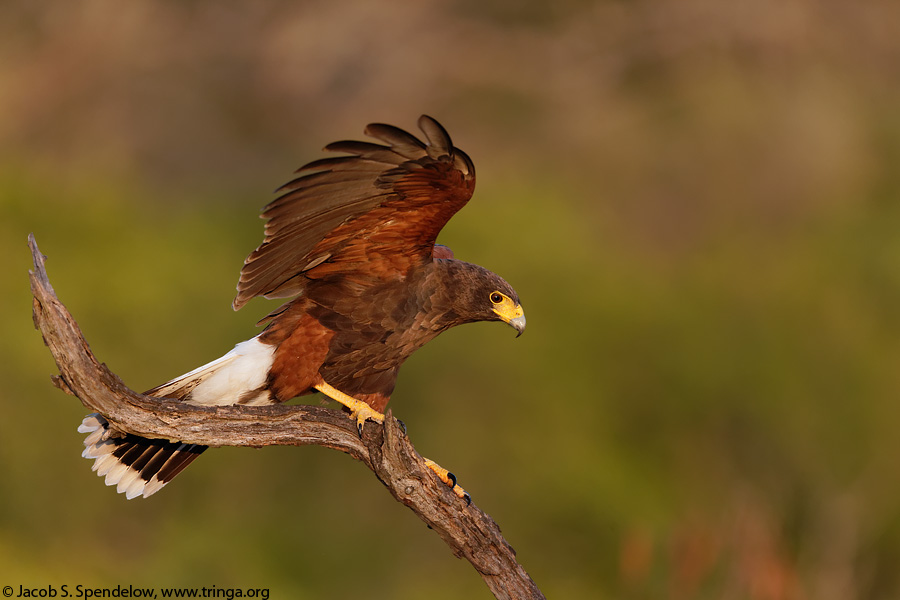 Harris's Hawk