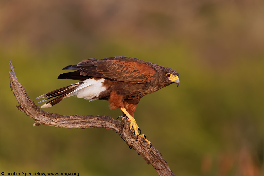 Harris's Hawk