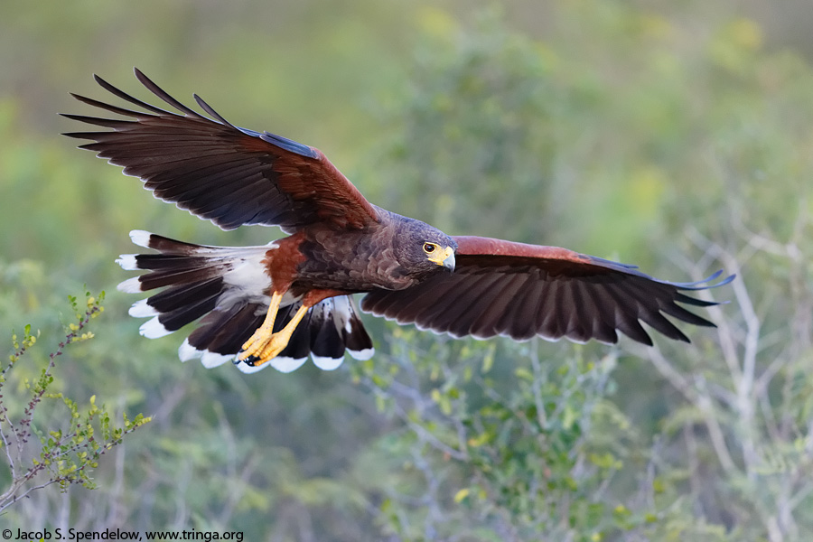 Harris's Hawk