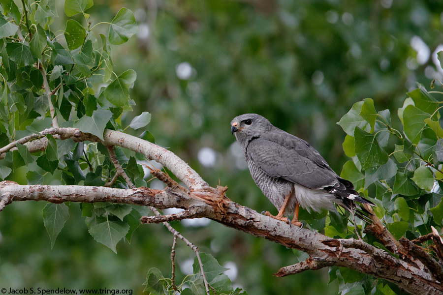 Gray Hawk