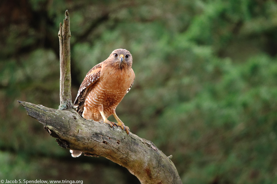 Red-shouldered Hawk