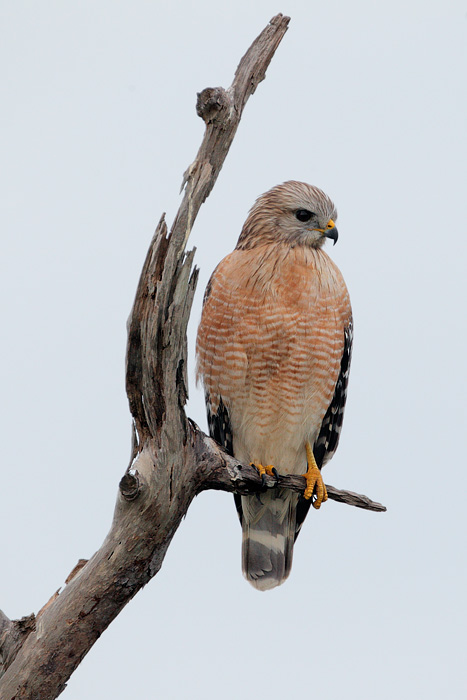 Red-shouldered Hawk