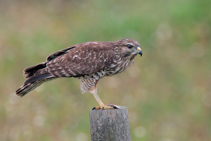 Red-shouldered Hawk