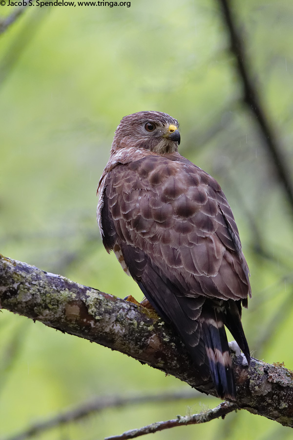 Broad-winged Hawk