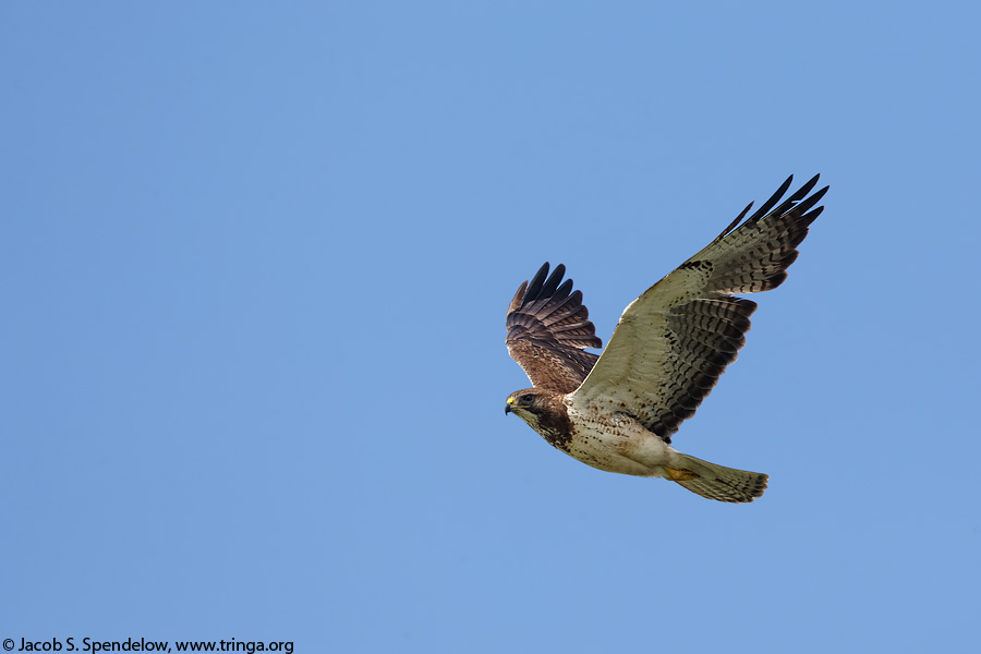 Swainson's Hawk