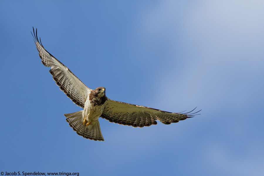 Swainson's Hawk