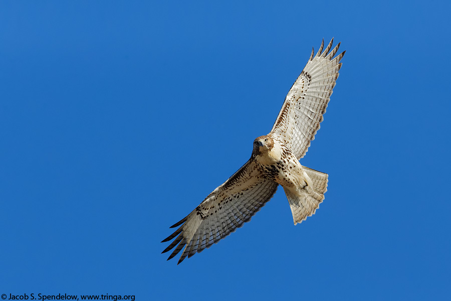 Red-tailed Hawk