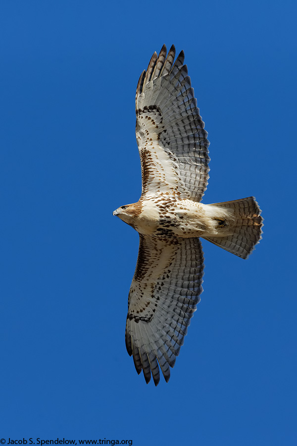 Red-tailed Hawk