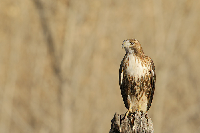 Red-tailed Hawk