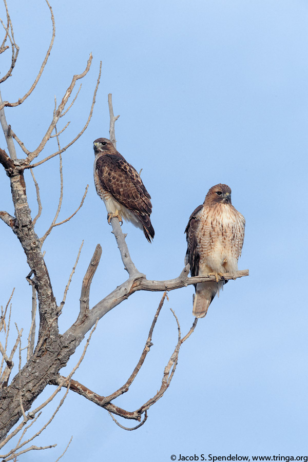 Red-tailed Hawk