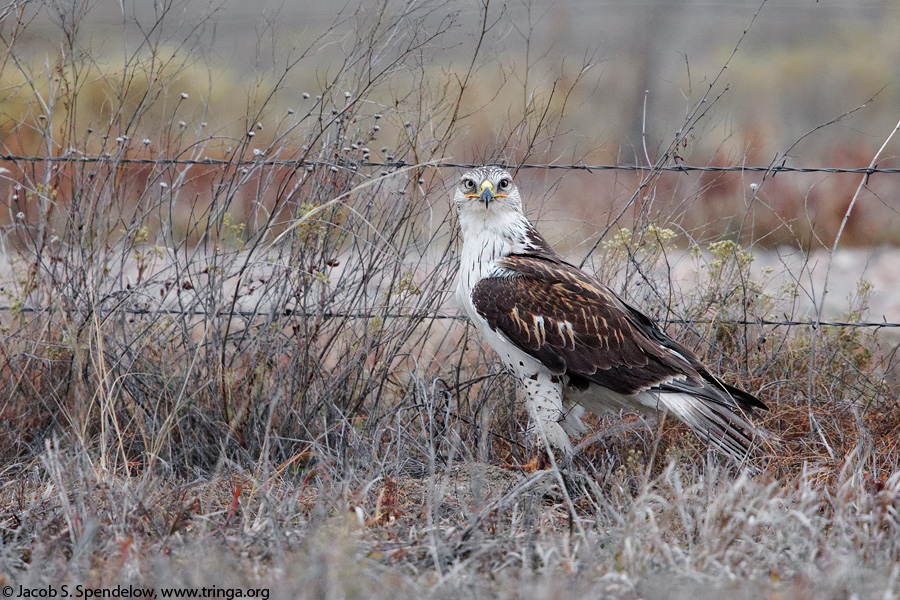 Ferruginous Hawk