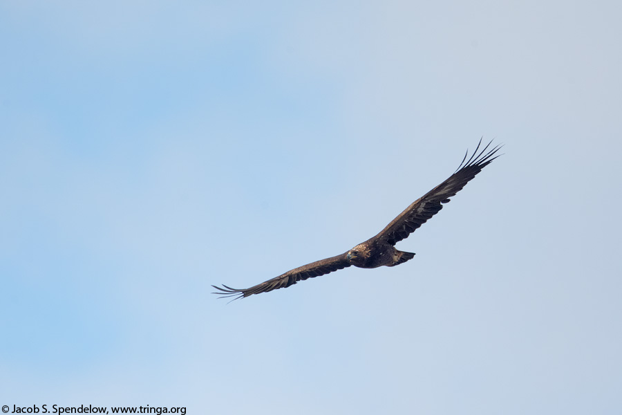 Golden Eagle