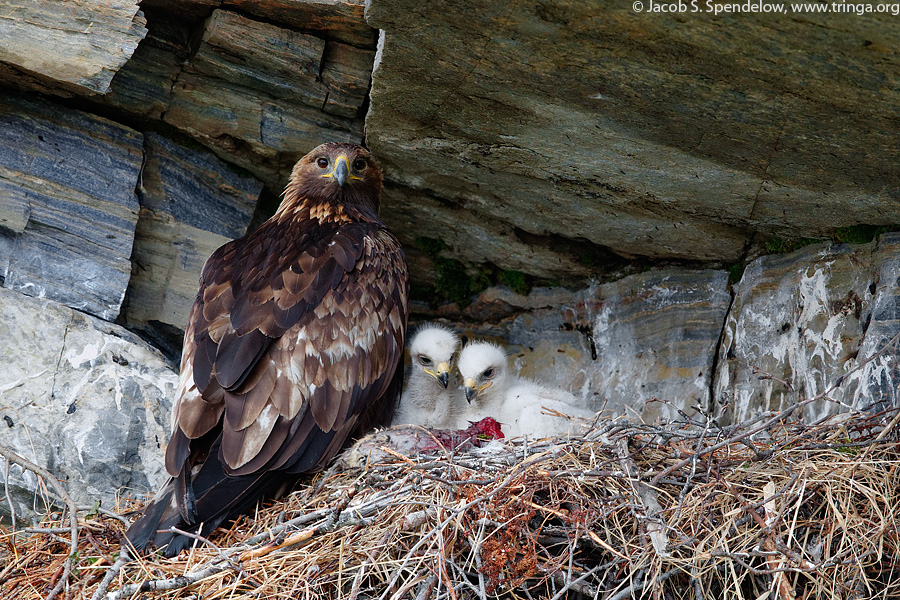 Golden Eagle