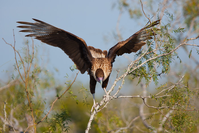 Crested Caracara