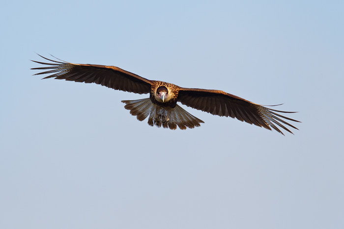 Crested Caracara