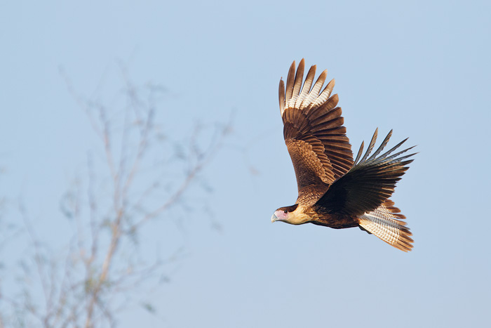 Crested Caracara