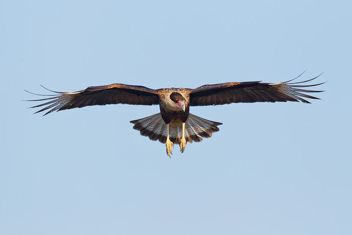 Crested Caracara