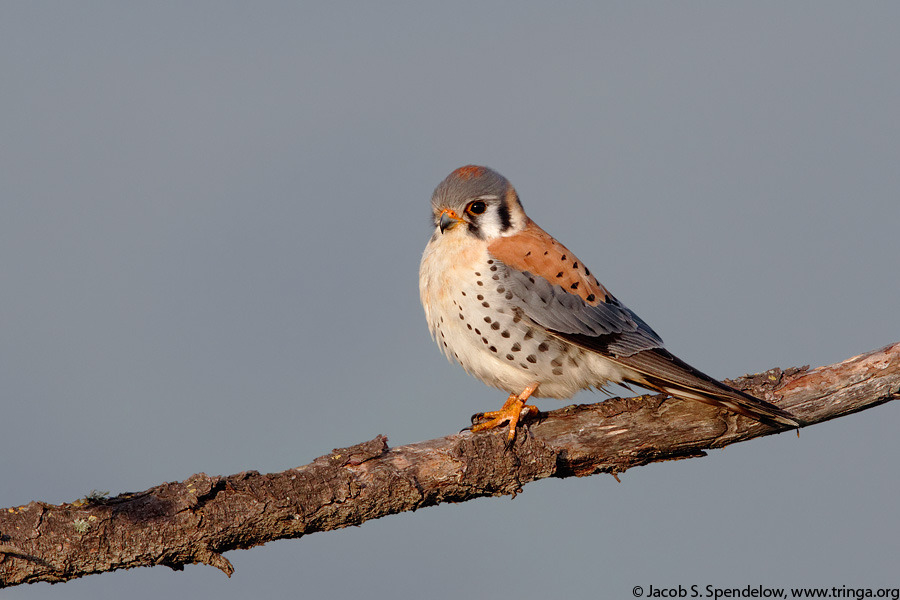 American Kestrel